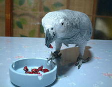 ちょっと酸っぱいなの