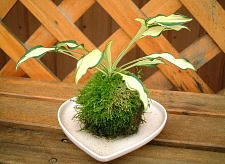 水やりってどうするんやろか?