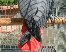 赤と黒、素晴らしいコントラストやね