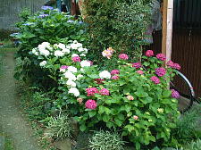 買った時は2輪だった花が今年は23輪