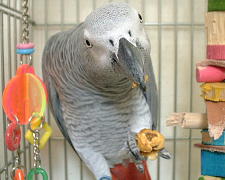 種が美味しいのねん