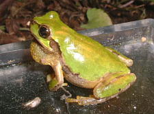 内股な前足がかわいい〜