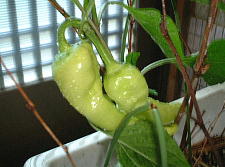 サラダピーマン