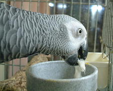 しょりしょりしょり