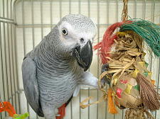 ヤシの葉おもちゃ、特大は40cm