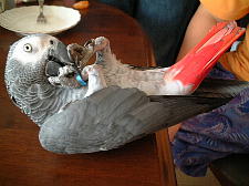 優しい色合いのぴこちゃん