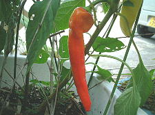 濃い紫になったら食べ頃