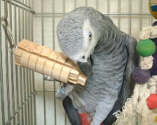 この噛みごたえがたまら〜ん