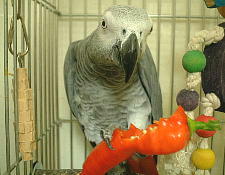 画像の左には鉛筆サイズになったかじりん棒が・・