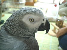 肩に乗せるとずっしりとした嬉しい重みが・・・