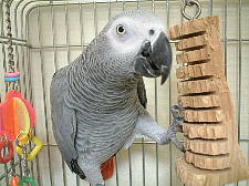 このおもちゃ、飽きたも〜ん。