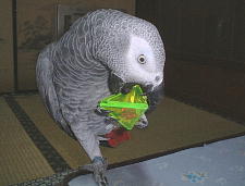 中の玉りんこ取れへんわ〜。