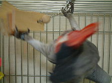 興奮すると野生がよみがえる?