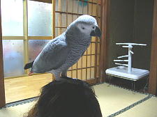 飛んでみるさんの頭に着地!