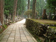 樹齢200〜600年の母樹林がたくさんあります。