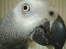 たまにはお顔もアップでも・・・