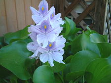 蘭の花のような感じです