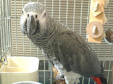 目よりも鼻の穴が目立つ