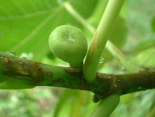 まだ親指ほどの大きさ