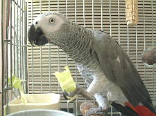 野菜炒め用のんを貰ったんやで