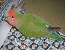 上手に腰に差せるんやで!