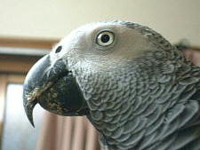 秋は松茸より栗やね〜。