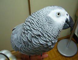 ちょっとかわいい?