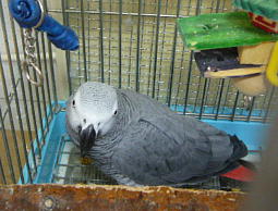 緑色のが犬ガムです。ピーマンではありません