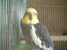 私に構わないで!