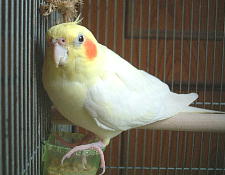 ちょび毛が短くってもかわいいのよ