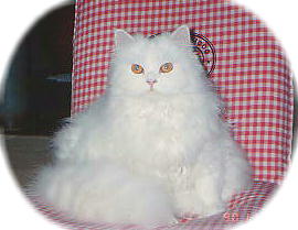 えっこ・お世話係り